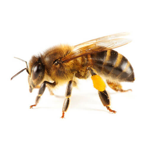 abeille-domestique
