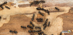 fourmis charpentière